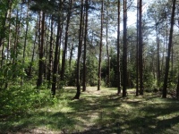 Pădure din Polonia
