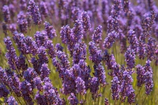 Lavender flowers blossoms wildflowers