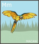 Letter M, Macaw Alphabet