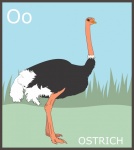Letra O, alfabeto de avestruz