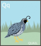 Letter Q, Quail Alphabet