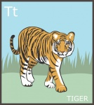 Letter T, Tiger Alphabet