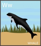Буква W, китовый алфавит