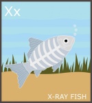 Letra X, alfabeto de peces de rayos X