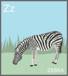 Буква Z, алфавит зебры