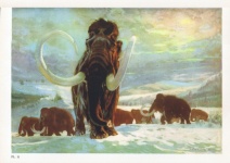 Mammoth Prehistoric Times Vintage Art
