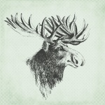 Moose Head Illustration