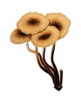 Mushroom Art Illustration Clipart
