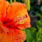 Orange Hibiscus flower