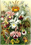 Orchidea - Ernst Haeckel