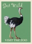 Ostrich Zoo Poster
