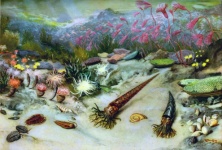 Créatures de l'océan Temps préhistor