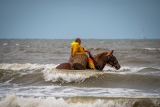 Horse, Shrimp Fisherman, Sea