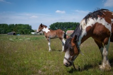 Horse, Foal, Meadow