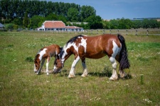 Horse, Foal, Meadow