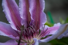 Фиолетовый цветок, Клематис