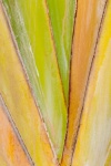 Palm Tree Leaves Pattern