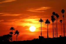 Palm Trees Sunset Silhouette