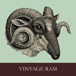 Ram Head Portrait Illustration
