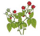 Raspberries Fruit Illustration