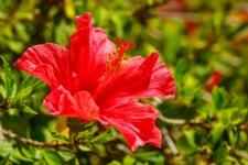 Rote Hibiskusblüte