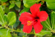 Fleur d'hibiscus rouge