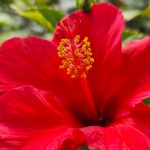 Rote Hibiskusblüte