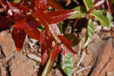 Red-leaved Rock Fig Leaves