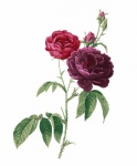 Röda rosor akvarellmålning