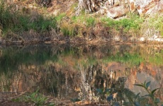 Reflection Of Vegetation In A River