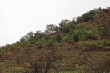 Rochas e arbustos contra uma colina