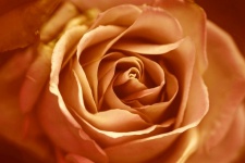 Rosa blomma blomma
