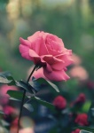 Rózsavirág virág