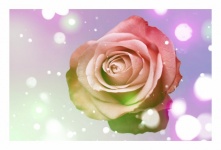 Rosenblüte Rose Blume Bokeh