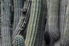 Saguaro cactus achtergrond