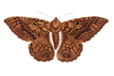 Butterfly moth vintage art