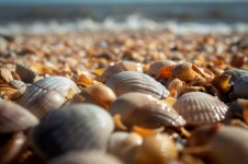 Sea, Sea Of Azov, Shells