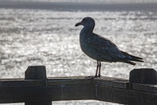 Seagull On Pier Piling
