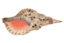 貝殻水彩