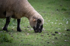 Farm animal, sheep wool