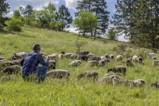 Ovce v jarní krajině