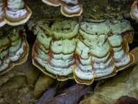 Полочный грибок