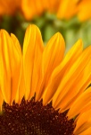 Kwiat słonecznika żółty kwiat
