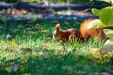 Squirrel In The Garden