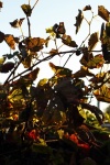 Sluneční světlo na suché listy vinné rév