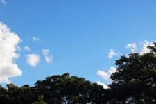 Drzewa syringa na błękitnym letnim niebi