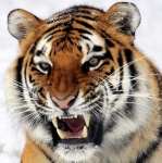Tigre grognant