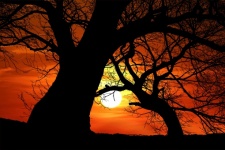 Träd solnedgång siluett