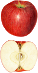 Twee appels