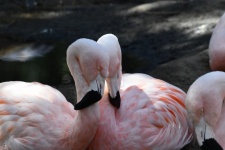 Två flamingor